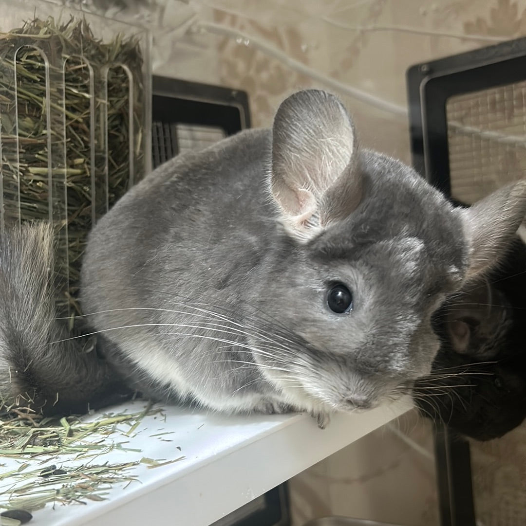 Chinchillas: P15 Violet female chinchilla for sale🥇 1st Place Ribbon - WA 2023 🥇