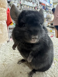 Chinchillas: R018 Dark Ebony RIAC (Locken carrier) male chinchilla for sale