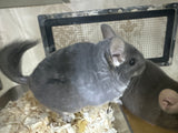 Chinchillas: P15 Violet female chinchilla for sale🥇 1st Place Ribbon - WA 2023 🥇