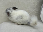 Chinchillas: R027 Mosaic male chinchilla for sale