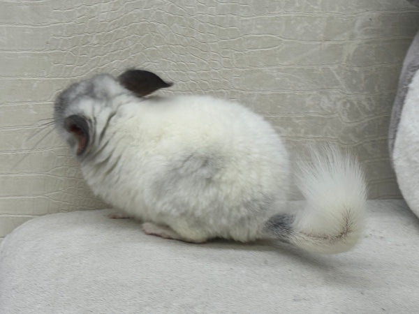 Chinchillas: R027 Mosaic male chinchilla for sale