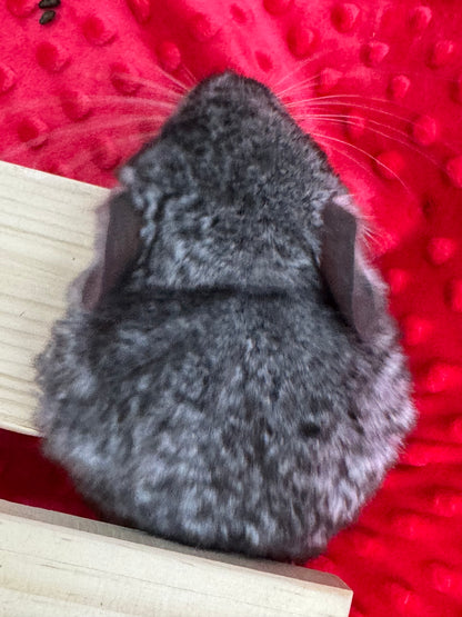 Chinchillas: T006 Mosaic male chinchilla for sale (USA Master Breeder’s lineage)