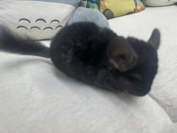 Chinchillas: R035 Ebony RPAC female chinchilla for sale