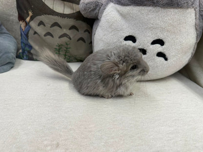 Chinchillas: T011 Violet RPA (Angora) female chinchilla  (USA CCCU lineage)