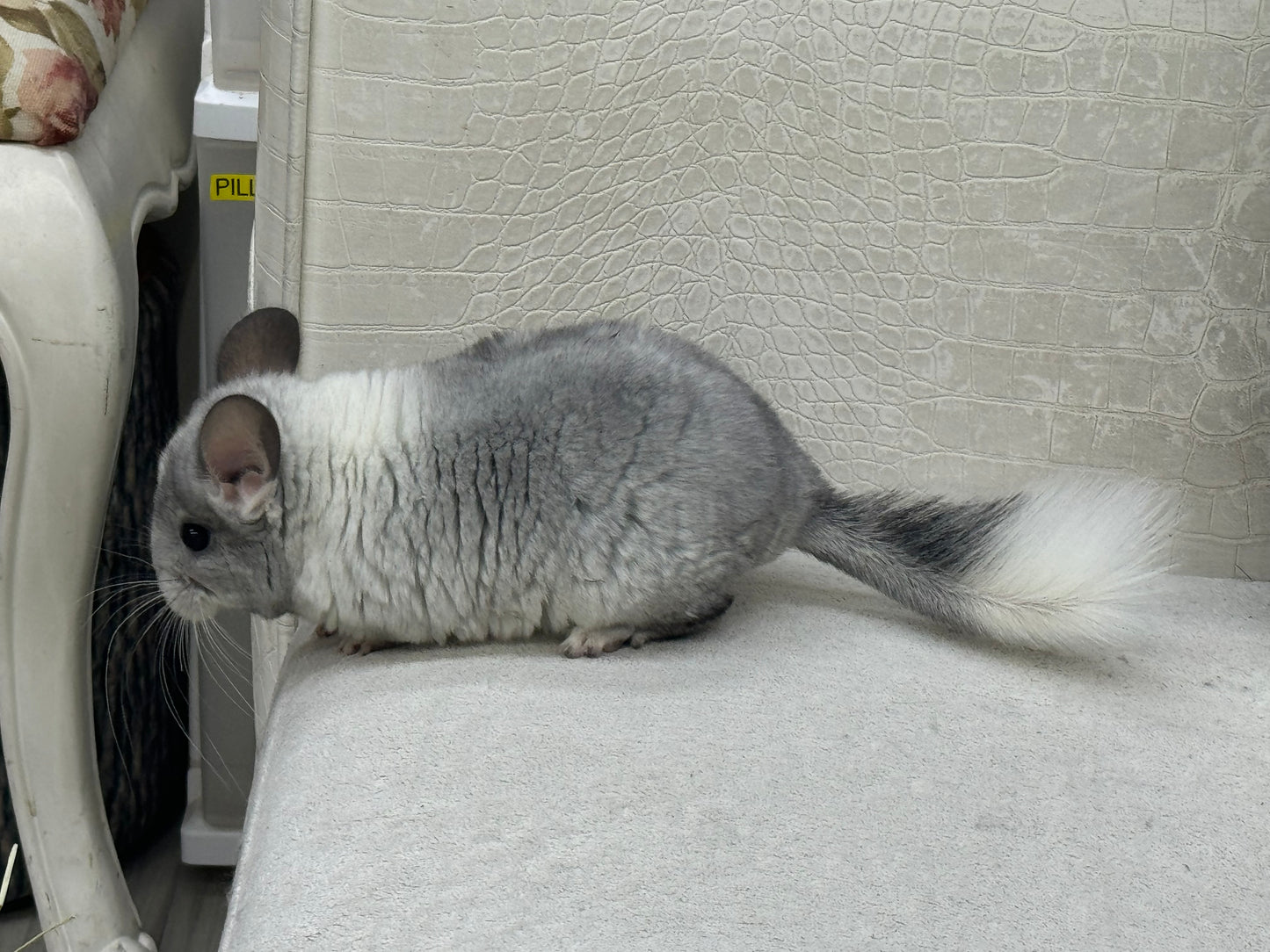 Chinchillas: R029 Mosaic (beautiful markings) male chinchilla for sale (USA lineage)