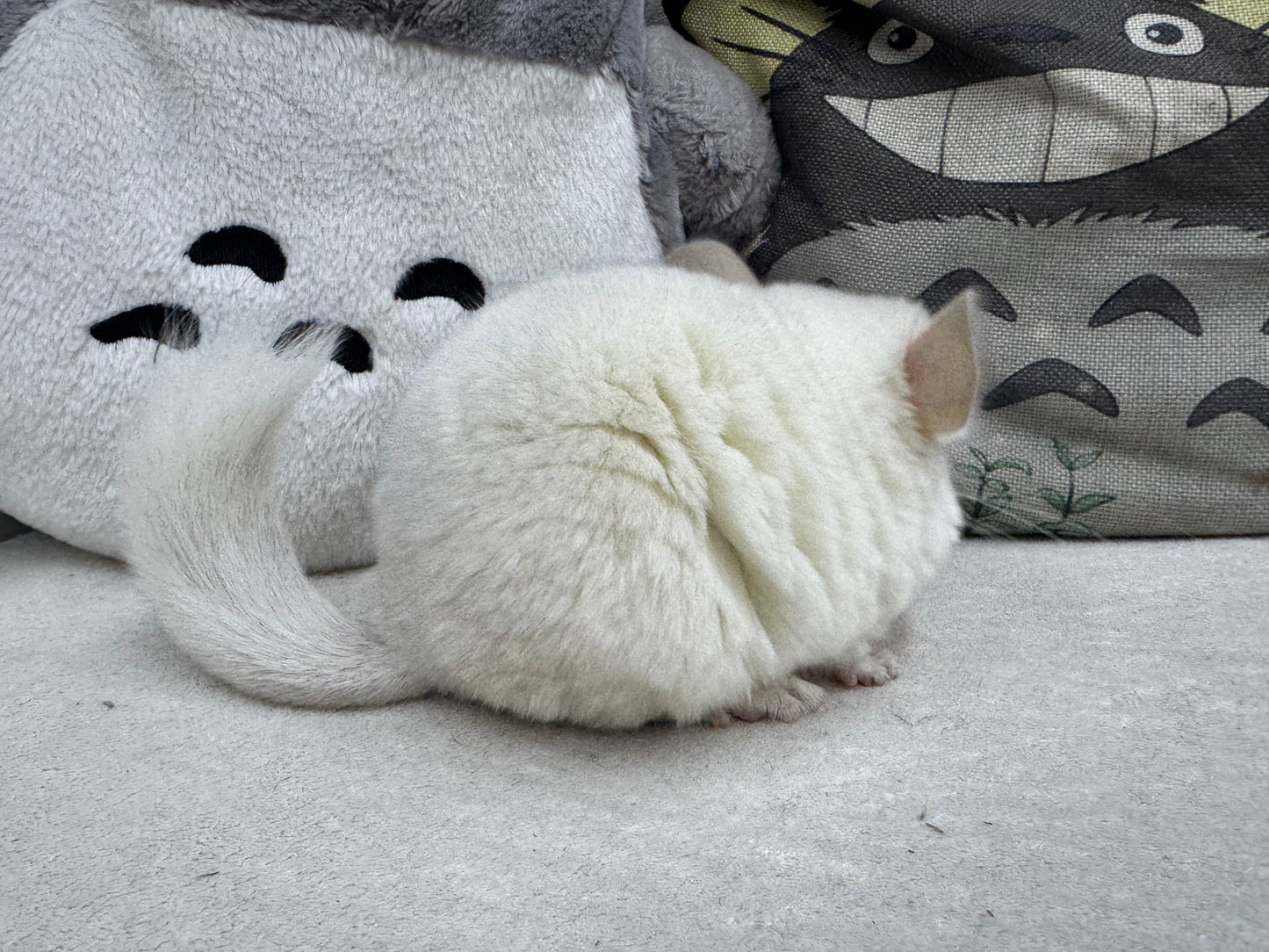 Chinchillas: R043 Pink White male chinchilla for sale (USA lineage)