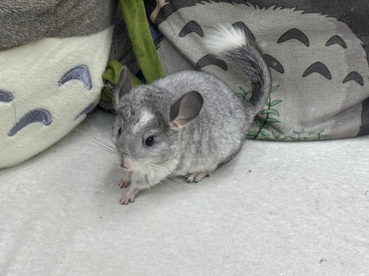 Chinchillas: T023 Mosaic  male chinchilla for sale (USA Master Breeder’s lineage)