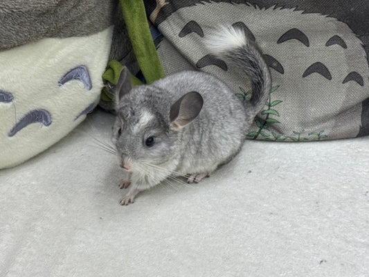 Chinchillas: T023 Mosaic  male chinchilla for sale (USA Master Breeder’s lineage)