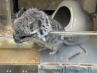 Chinchillas: R021 Standard RPA female chinchilla for sale from big sized angora parents