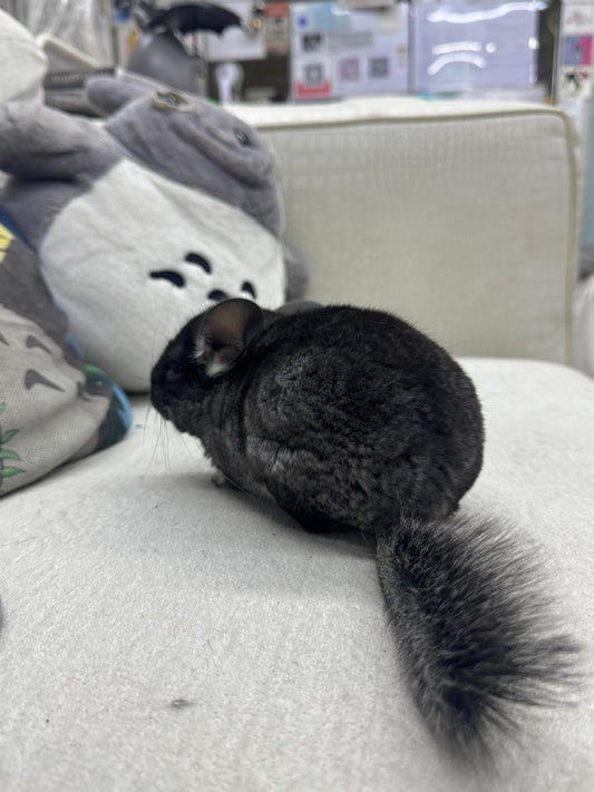 Chinchillas: S036 Black Velvet male chinchilla  (USA lineage)