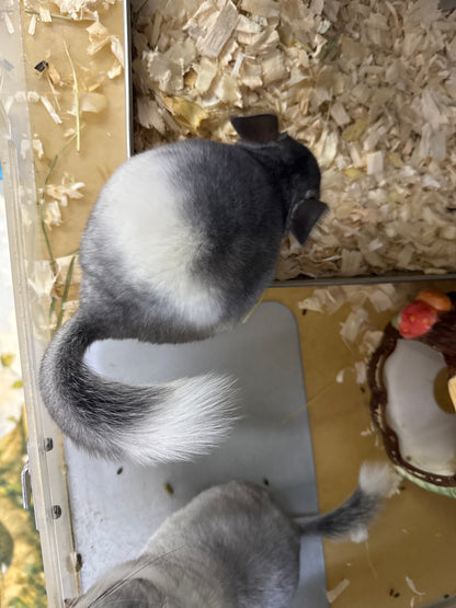 Chinchillas: T024 Mosaic male chinchilla for sale (USA Master Breeder’s lineage)