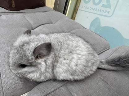 Chinchillas: R045 Mosaic RPA (angora) female chinchilla for sale (USA CCCU lineage)