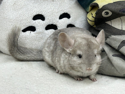 Chinchillas: R005 Beige female chinchilla for sale (USA lineage)