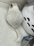 Chinchillas: R004 Beige and White Mosaic female chinchilla for sale