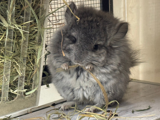 Chinchillas: T012 Standard VC RPA (Angora) female chinchilla for sale