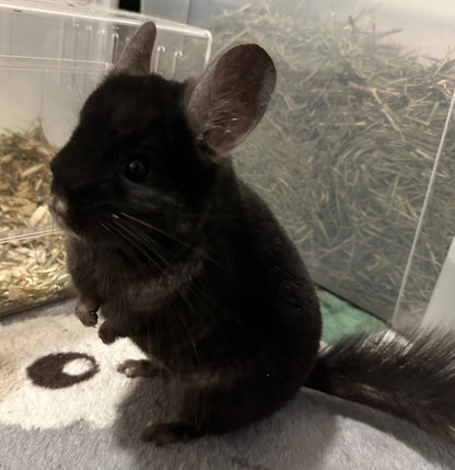 Chinchillas: R8 Dark Ebony RPAC male chinchilla  (USA lineage)