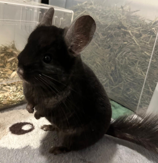 Chinchillas: R8 Dark Ebony RPAC male chinchilla  (USA lineage)