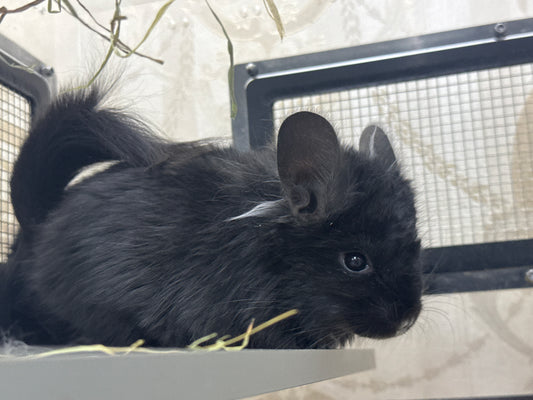 Chinchillas: R033 Dark Ebony RPA (Angora with turfs) male chinchilla for sale (CCCU USA lineage)