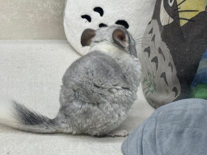 Chinchillas: R029 Mosaic (beautiful markings) male chinchilla for sale (USA lineage)