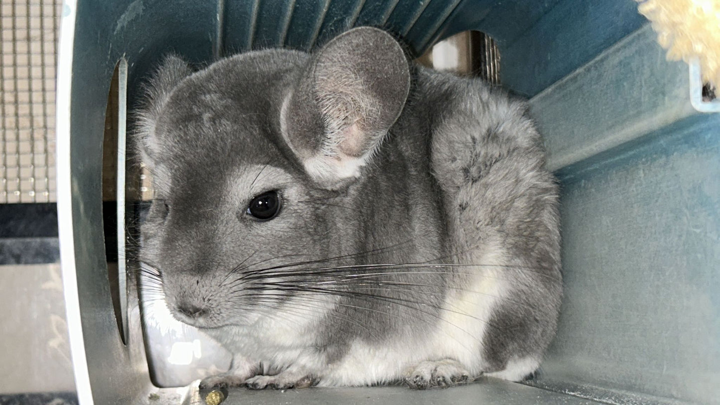 Chinchillas: N003 Violet female chinchilla for sale (USA lineage)