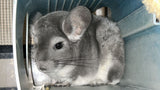 Chinchillas: N003 Violet female chinchilla for sale