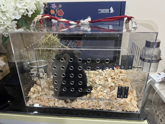 Bigger acrylic carrier 45 cm x 30 cm x 30 cm without accessories suitable for 3 bulky chinchillas