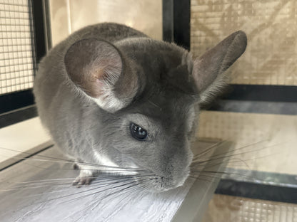 Chinchillas: N003 Violet female chinchilla for sale (USA lineage)