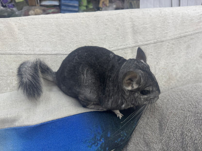 Chinchillas: R013 Standard male chinchilla for sale (USA lineage)