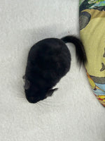 Chinchillas: R007 Black Pearl male chinchilla for sale
