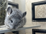 Chinchillas: R021 Standard RPA female chinchilla for sale from big sized angora parents