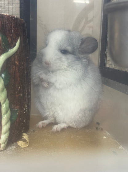 Chinchillas: R037 Mosaic RPA (Angora) male chinchilla for sale (CCCU USA lineage)