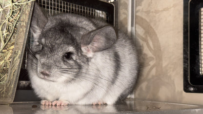 Boarding per chinchilla per day: full payment at least 10 days beforehand please do not self check out