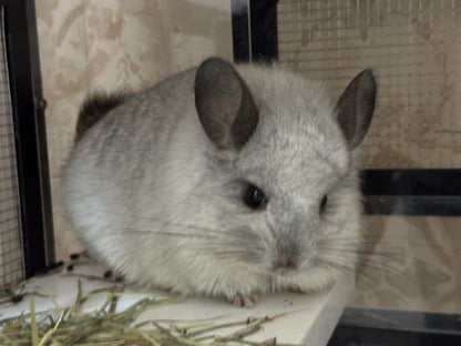 Chinchillas: P66 Mosaic RPA male chinchilla for sale