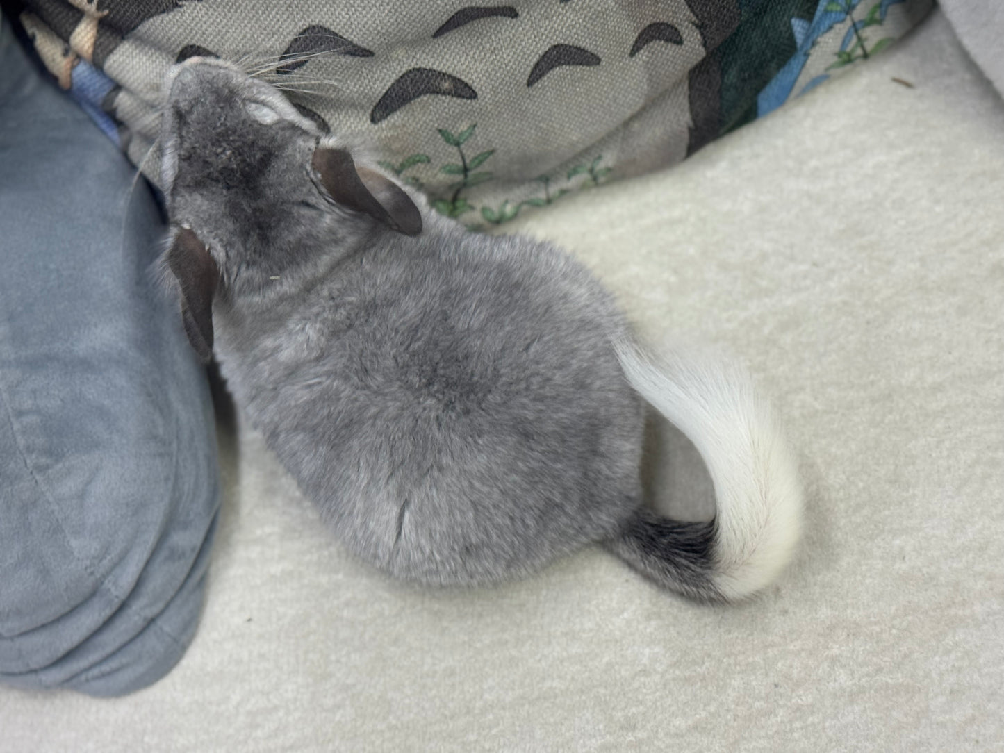 Chinchillas: T006 Mosaic male chinchilla for sale (USA Master Breeder’s lineage)