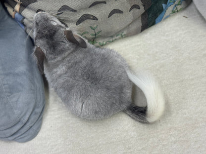 Chinchillas: T006 Mosaic male chinchilla for sale (USA Master Breeder’s lineage)