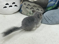 Chinchillas: R014 Violet male chinchilla for sale