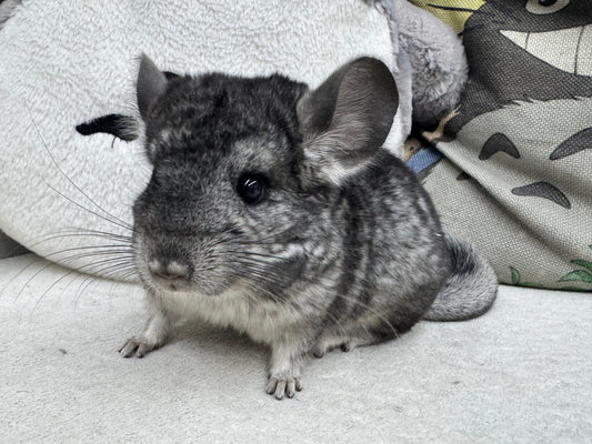 Chinchillas: R042 Standard male chinchilla for sale (USA lineage)