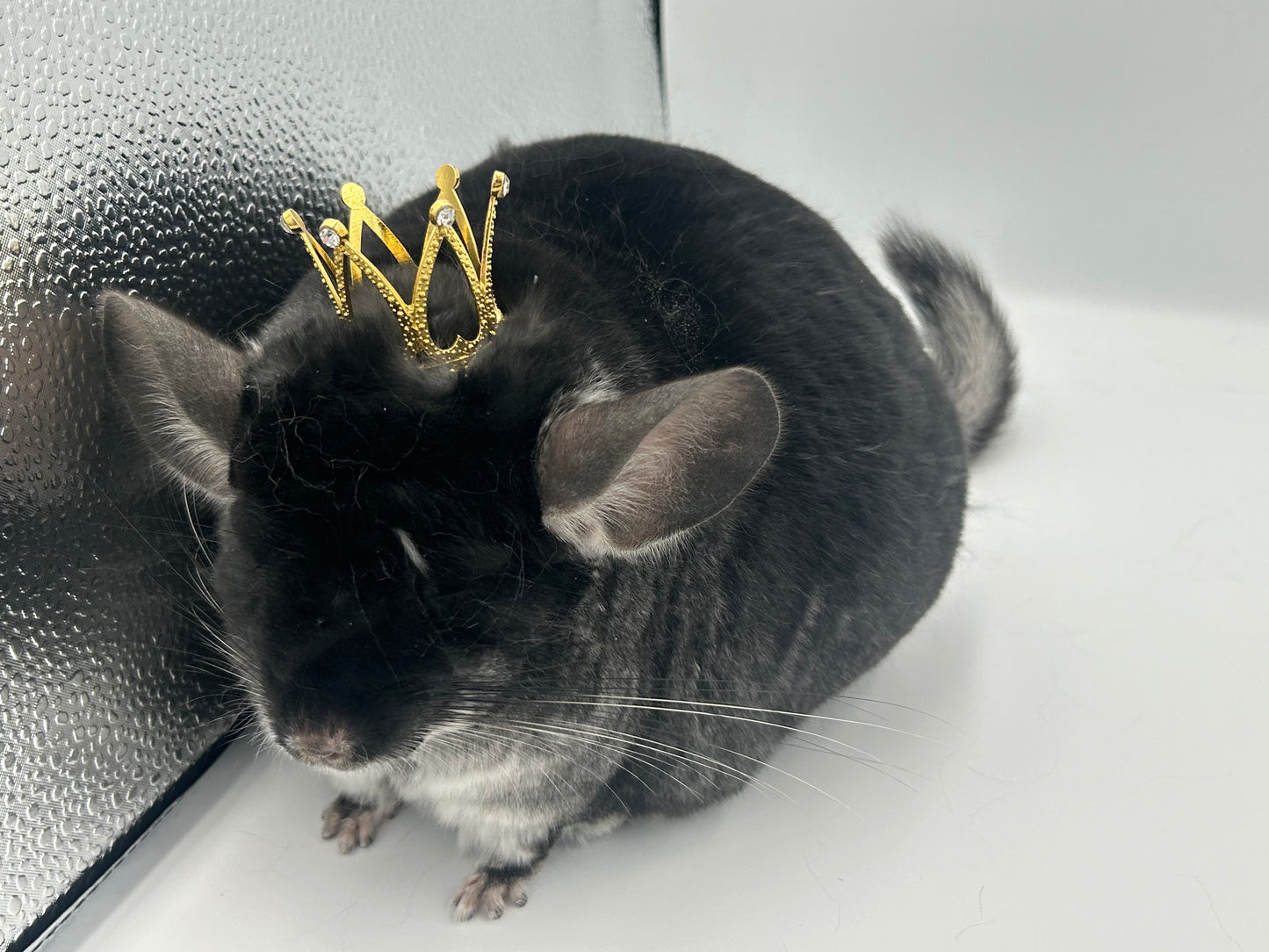 Crown / tiara 3 cm or 5 cm diameter for playtime and photography with small animals like chinchillas, rabbits and guinea pigs