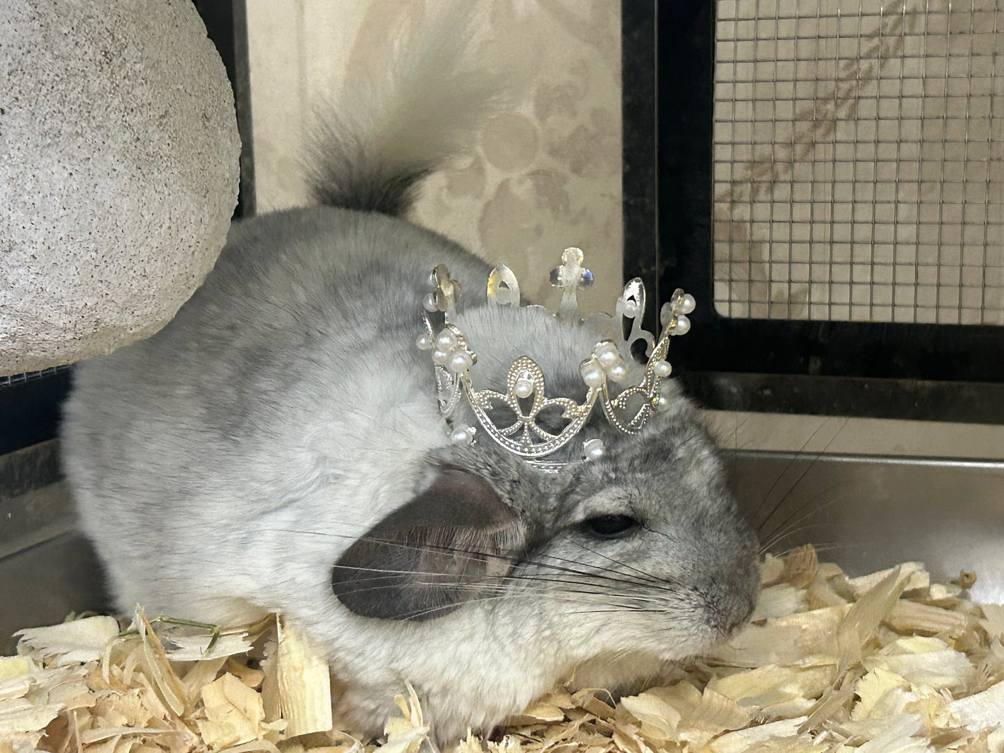 Chinchillas: N445 Mosaic male chinchilla for sale 🏆 Section Champion - WA 2023 🏆