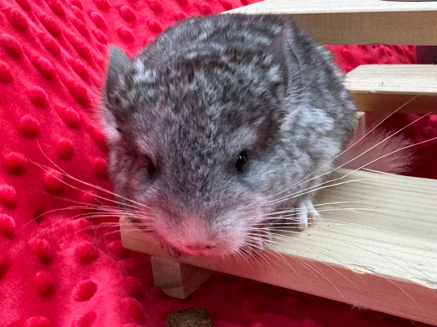 Chinchillas: T006 Mosaic male chinchilla for sale (USA Master Breeder’s lineage)