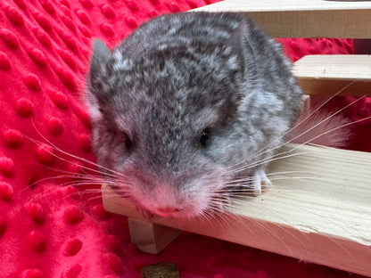 Chinchillas: T006 Mosaic male chinchilla for sale (USA Master Breeder’s lineage)