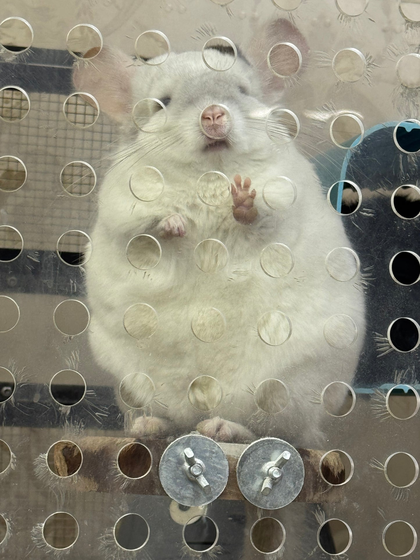 Chinchillas: R176 Extreme Pink White male chinchilla for sale