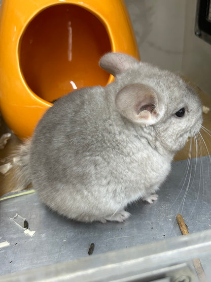 Chinchillas: P026 Beige Violet male chinchilla for sale (curled “rosette” tail n 2 missing fingers)curly potato super soft fur and chubby (USA lineage)