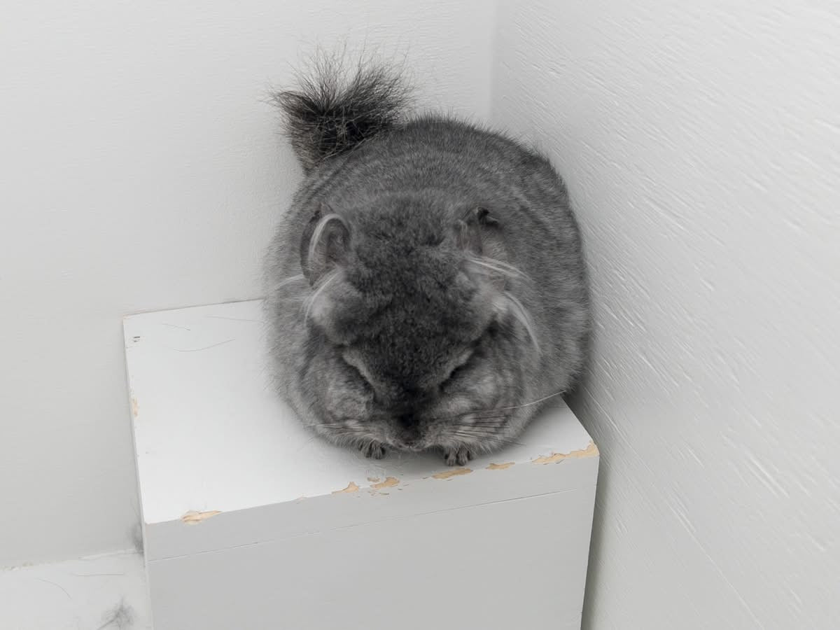Chinchillas: N250 Standard RPA (angora) female chinchilla for sale