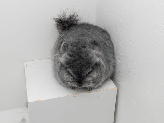 Chinchillas: N250 Standard RPA (angora) female chinchilla for sale