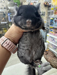 Chinchillas: R023 TOV Ebony RPAC (Angora carrier) female chinchilla for sale (small ears) (reserved)