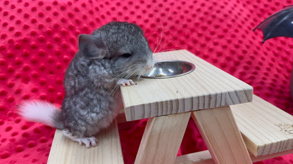Chinchillas: T006 Mosaic male chinchilla for sale (USA Master Breeder’s lineage)