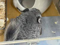 Chinchillas: R021 Standard RPA female chinchilla for sale from big sized angora parents