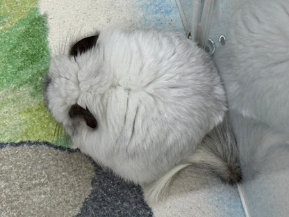 Chinchillas: S028 Mosaic RPA (angora) female chinchilla for sale (USA CCCU lineage) very fluffy