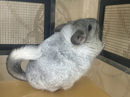 Chinchillas: N445 Mosaic male chinchilla for sale 🏆 Section Champion - WA 2023 🏆